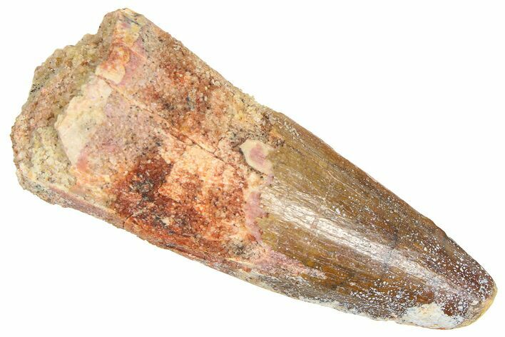 Fossil Spinosaurus Tooth - Real Dinosaur Tooth #366471